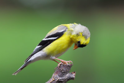 American Goldfinch Non-Breeding Male 4 Origwk1_MG_4760.jpg