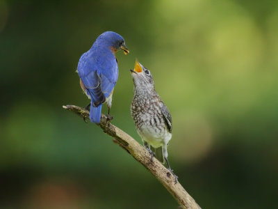Eastern Bluebird Feeding 1 Origwk1_MG_5316.jpg