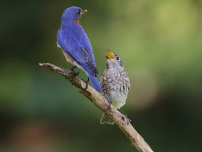 Eastern Bluebird Feeding 2 Origwk1_MG_5314.jpg