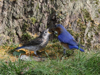 Eastern Bluebird Feeding Juvenile 1 Origwk1_MG_5585.jpg