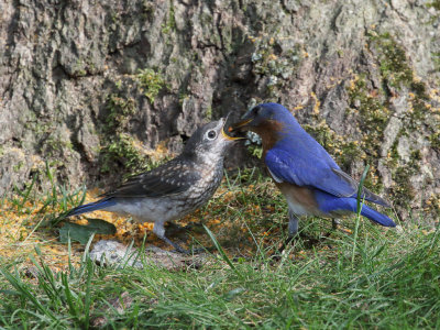 Eastern Bluebird Feeding Juvenile 2 Origwk1_MG_5586.jpg