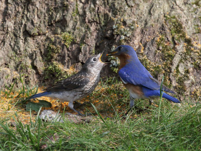 Eastern Bluebird Feeding Juvenile 3 Origwk1_MG_5587.jpg