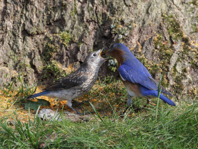 Eastern Bluebird Feeding Juvenile 4 Origwk1_MG_5588.jpg