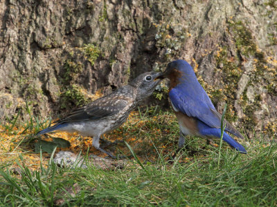Eastern Bluebird Feeding Juvenile 5 Origwk1_MG_5589.jpg