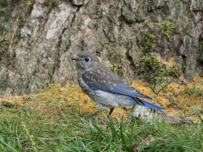 Eastern Bluebird Juvenile 3 Origwk1_MG_5685.jpg