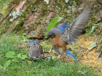 Eastern Bluebird Mother-Juvenile 1 Origwk1_MG_5811.jpg