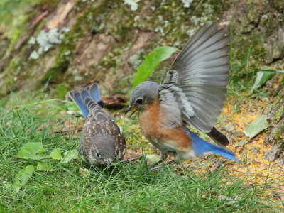 Eastern Bluebird Mother-Juvenile 2 Origwk1_MG_5812.jpg