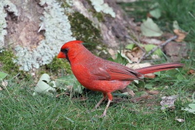 Cardinal Male 2 Origwk1_MG_5713.jpg