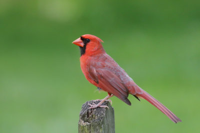 Cardinal Male 1 Origwk1_MG_5816.jpg