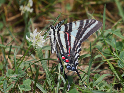 Zebra Swallowtail on Clover 1 Origwk1_MG_6645.jpg