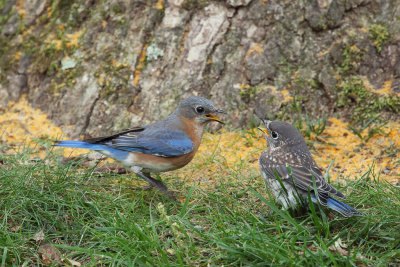 Eastern Bluebird Mother-Juvenile 3 Origwk1_MG_5846.jpg