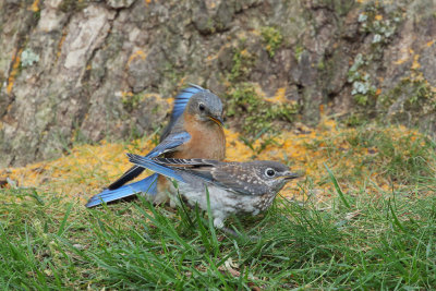 Eastern Bluebird Mother-Juvenile 4wk1_MG_5849.jpg