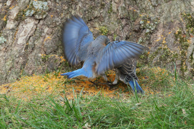 Eastern Bluebird Mother-Juvenile 5wk1_MG_5854.jpg