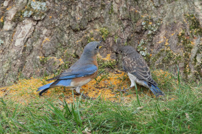 Eastern Bluebird Mother-Juvenile 6wk1_MG_5858.jpg