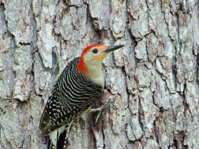 Red Bellied Woodpecker 1 Origwk_MG_7551.jpg