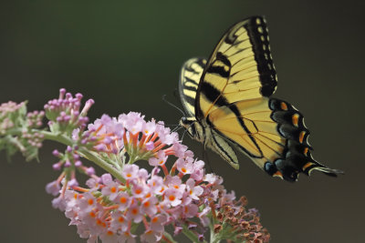 Yellow Tiger Swallowtail 1 Origwk1_MG_8858_1.jpg