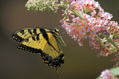 Yellow Tiger Swallowtail 3 Origwk1_MG_8865.jpg