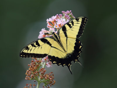 Yellow Tiger Swallowtail 5 Origwk1_MG_8804.jpg