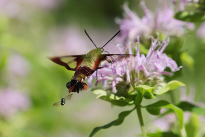 Hummingbird Moth and Bee wk1_MG_0012.jpg