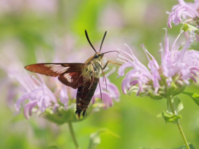 Snowberry Clearwing Moth 2 Origwk1_MG_0301.jpg