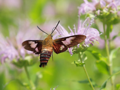 Snowberry Clearwing Moth 5 Origwk1_MG_0289.jpg