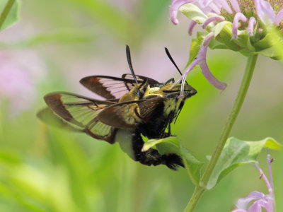 Snowberry Clearwing Moths Mating 4 Origwk1_MG_0382.jpg