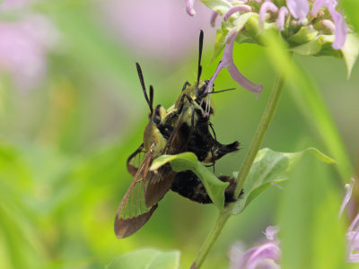 Snowberry Clearwing Moths Mating 2 Origwk1_MG_0456.jpg