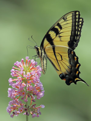 Yellow Tiger Swallowtail 2 Origwk1_MG_0793.jpg