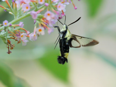 Snowberry Clearwing Moth 3 Origwk1_MG_2085.jpg