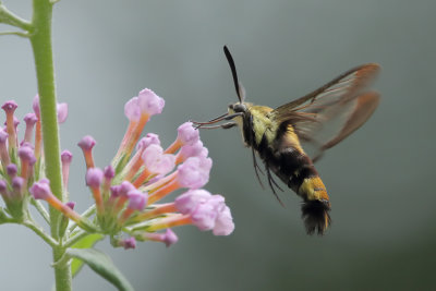 Snowberry Clearwing Moth 1 Origwk1_MG_2662.jpg