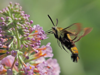 Snowberry Clearwing Moth 11 Origwk1_MG_3327.jpg