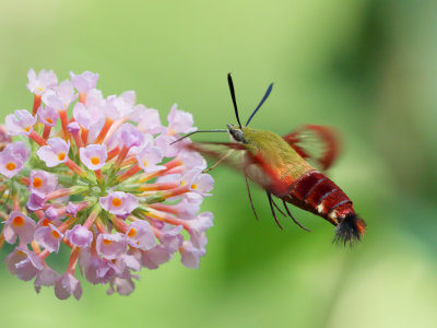 Hummingbird Clearwing Moth 14 Origwk1_MG_4105.jpg