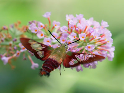 Hummingbird Clearwing Moth 10 Origwk1_MG_4091.jpg