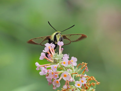 Snowberry Clearwing Moth 6 Origwk1_MG_4806.jpg