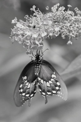 Spicebush Swallowtail1 Origwk1bw_MG_4430.jpg