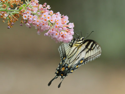 Eastern Tiger Swallowtail 2 Origwk1_MG_4517.jpg