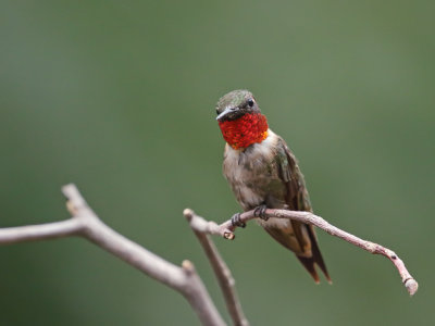 Ruby Throated Humminbird Male 1 Origwk1_MG_5144.jpg