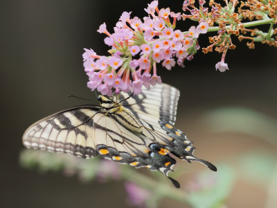 Eastern Tiger Swallowtail 1 Origwk1_MG_4319.jpg
