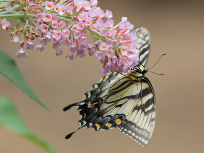 Eastern Tiger Swallowtail 2 Origwk1_MG_4261.jpg