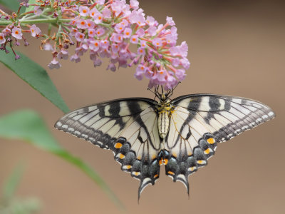 Eastern Tiger Swallowtail 3 Origwk1_MG_4276.jpg