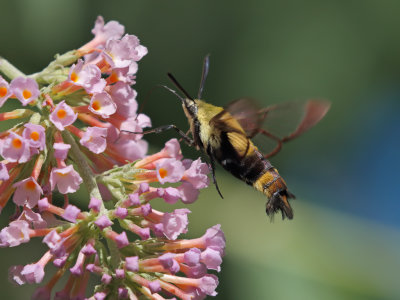 Snowberry Clearwing Moth 3 Origwk1_MG_4914.jpg