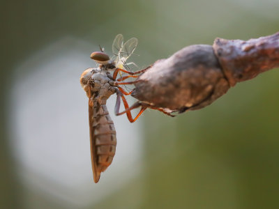 Robberfly w-prey 1 Origwk1_MG_9454.jpg