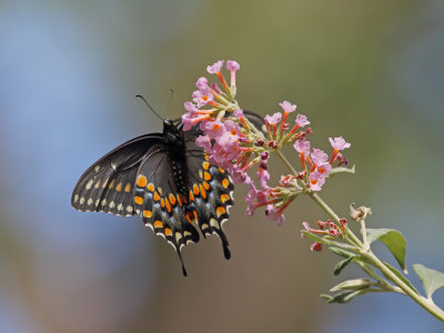 Spicebush Swallowtail 1 Origwk1_MG_8209.jpg