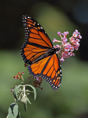 Monarch 6 Origwk1_MG_0040.jpg