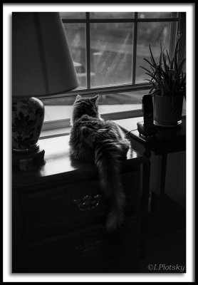 Cat on the window