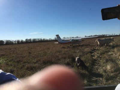 Emergency landing - cows are coming for the rescue