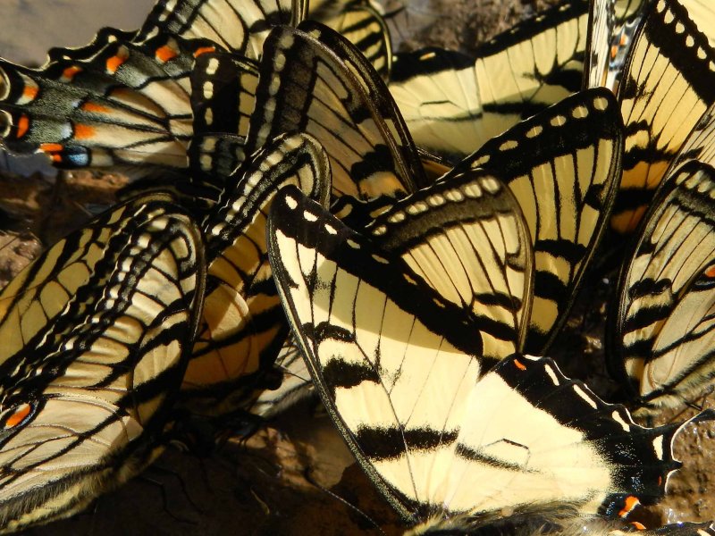 Flight of Swallowtails