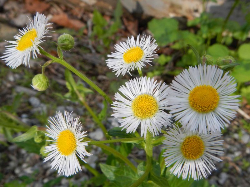 Daisy Fleabane