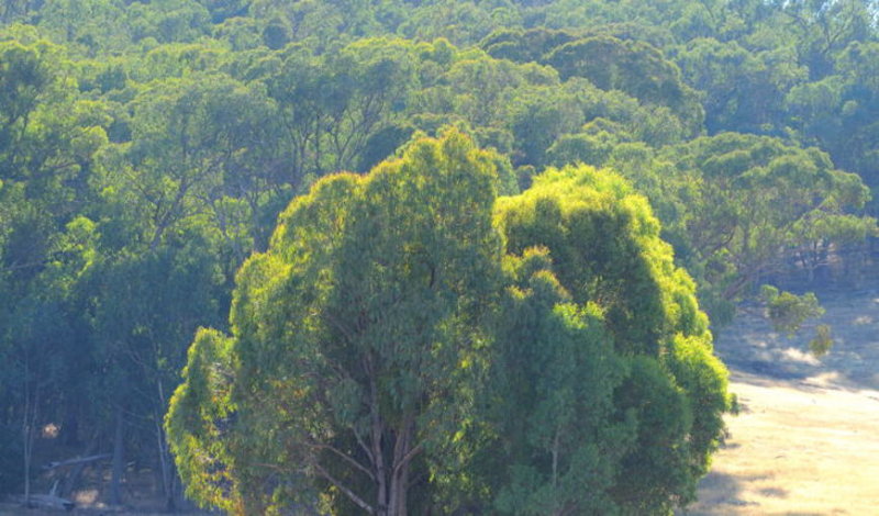 New growth on eucalypts.