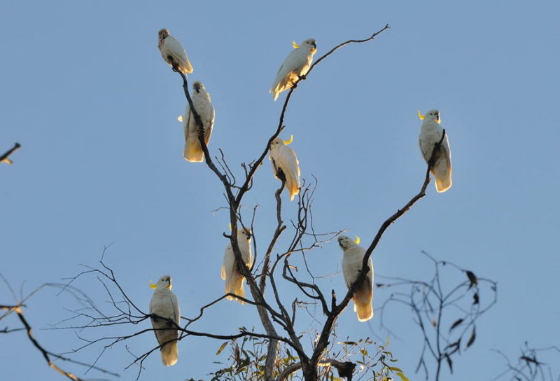 Cockatoos plus one Corella, top left.